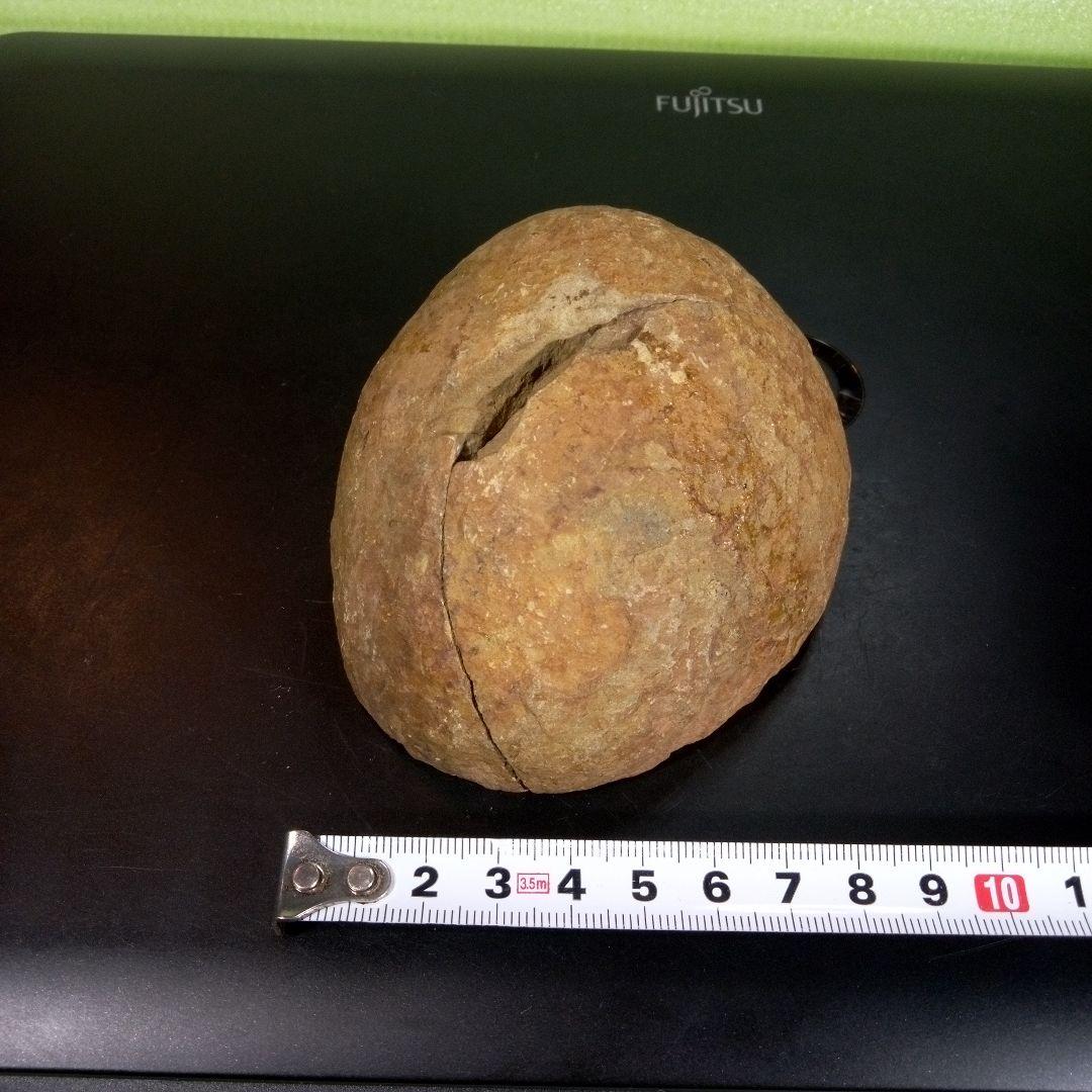 三葉虫　化石　fossil　ボリビア産　trilobite　ノジュール管理①