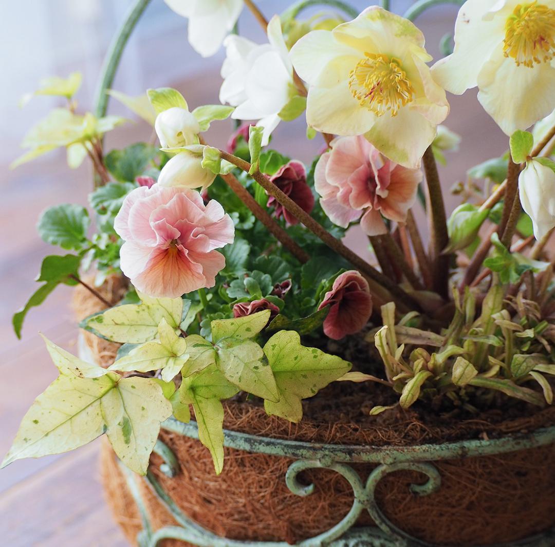 シャビーナチュラルなクリスマスローズ寄せ植え