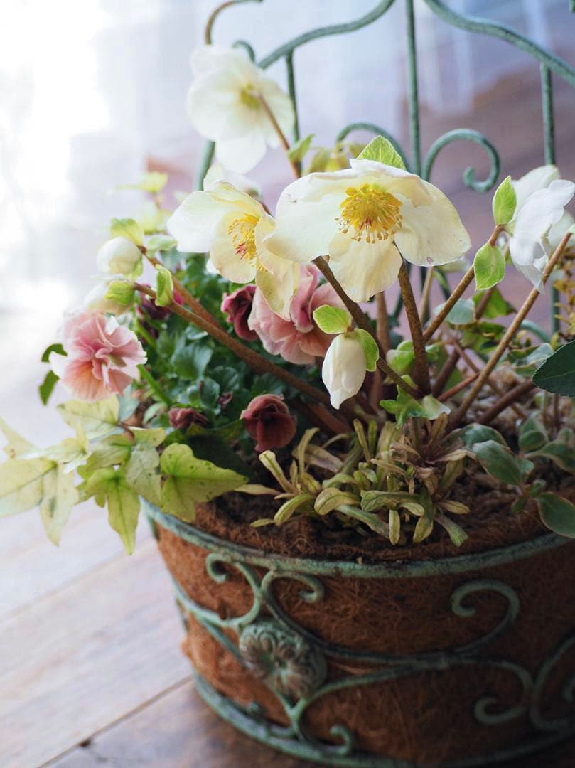 シャビーナチュラルなクリスマスローズ寄せ植え