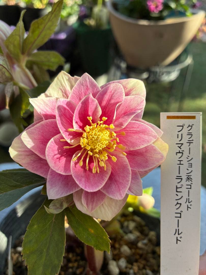 ♡認定♡プリマヴェーラピンクゴールド　開花中