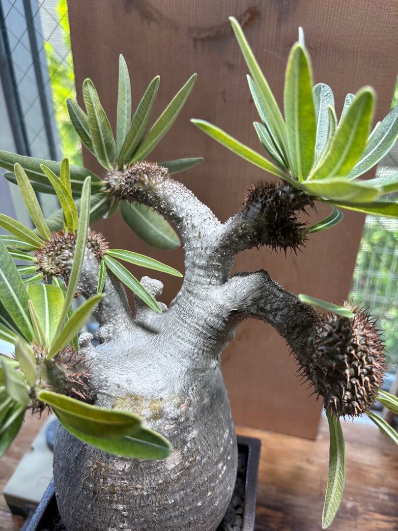 グラキリス　錣化