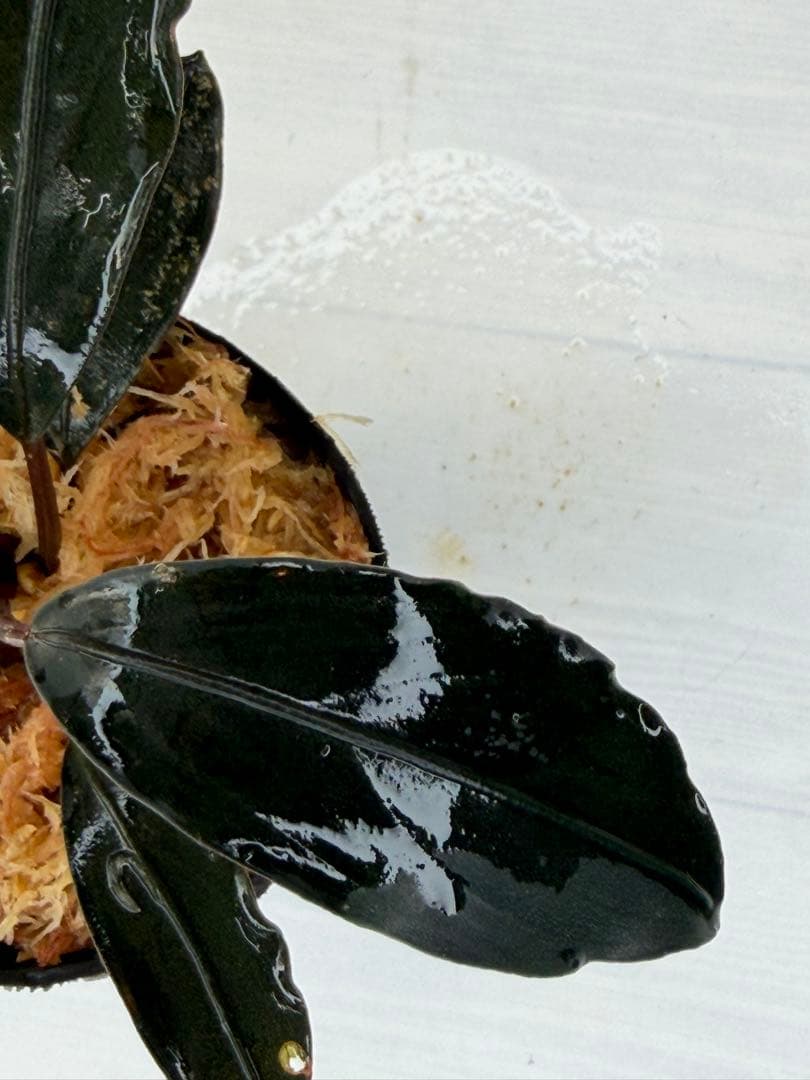 n*a様 ⭐︎ブセファランドラ モトレィアーナ黒青絶品個体②パダワン　根伏せから