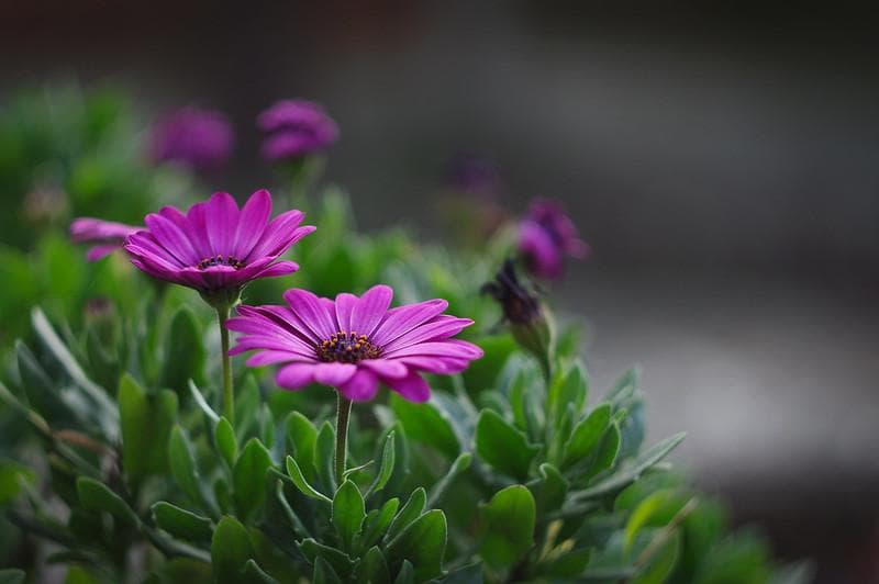 12　未使用　ぐるぐるボケレンズ　ヘリオス　44-2　M42アダプター付