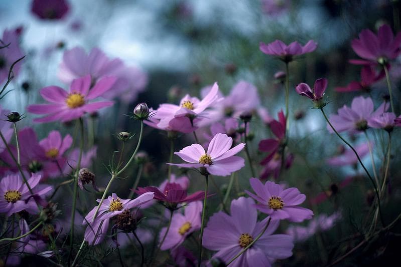 12　未使用　ぐるぐるボケレンズ　ヘリオス　44-2　M42アダプター付