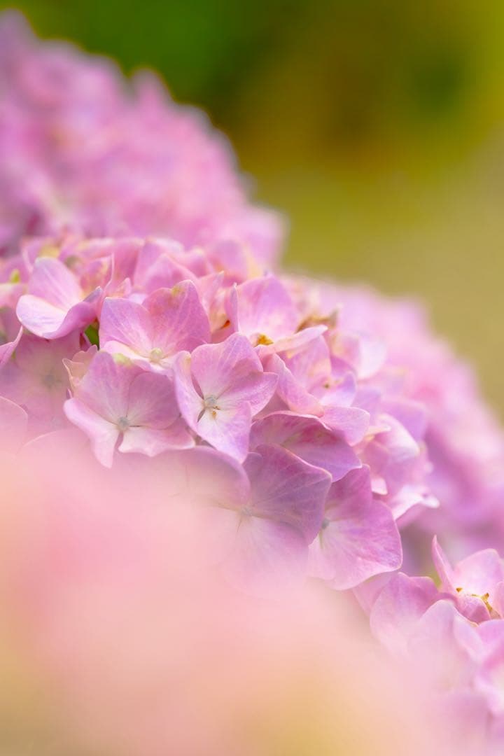 SIGMA 56mm F1.4 DC DN Xマウント