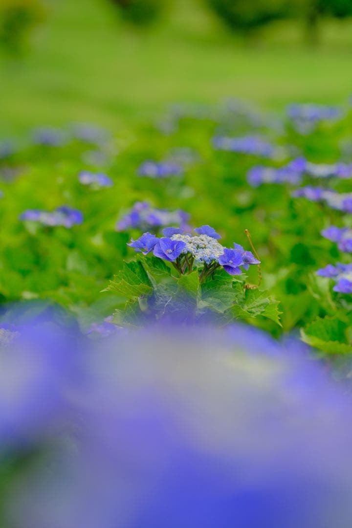 SIGMA 56mm F1.4 DC DN Xマウント