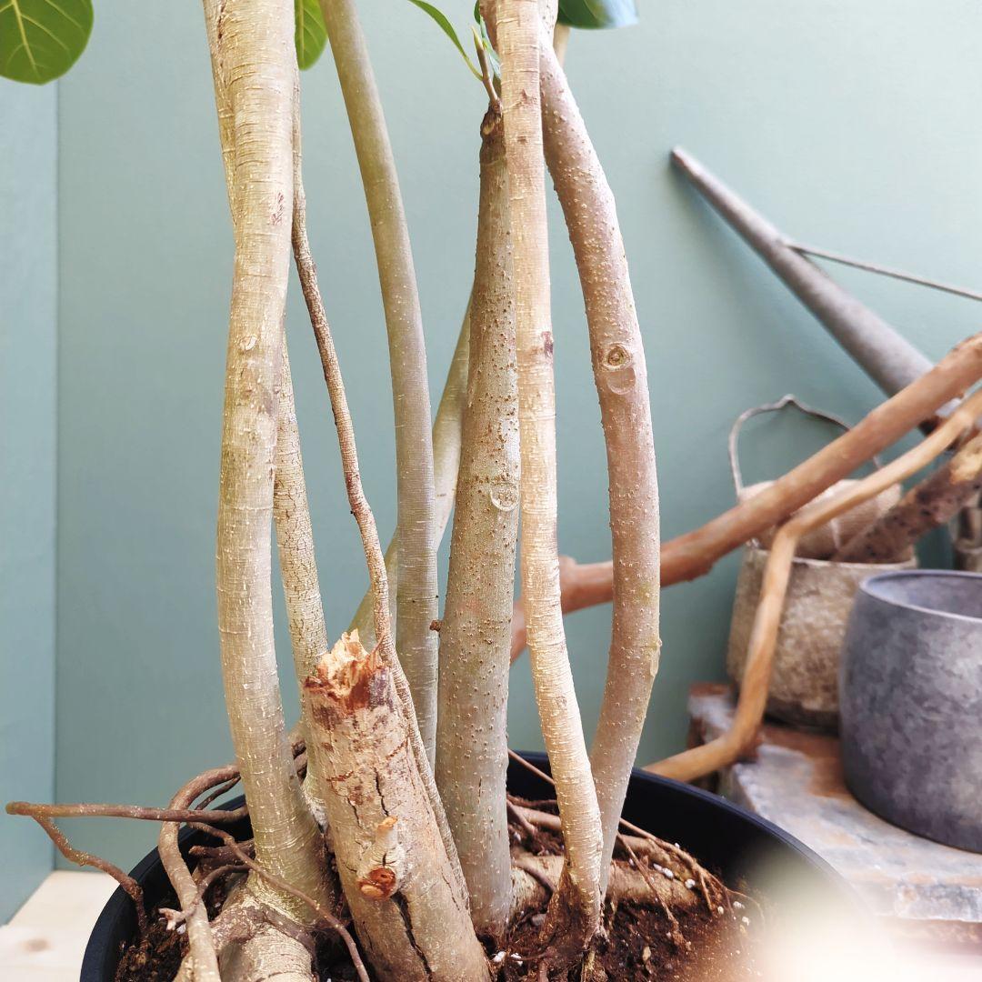 大人ベンガレンシス 曲がり 根上がり ブラックベンガレンシス９号