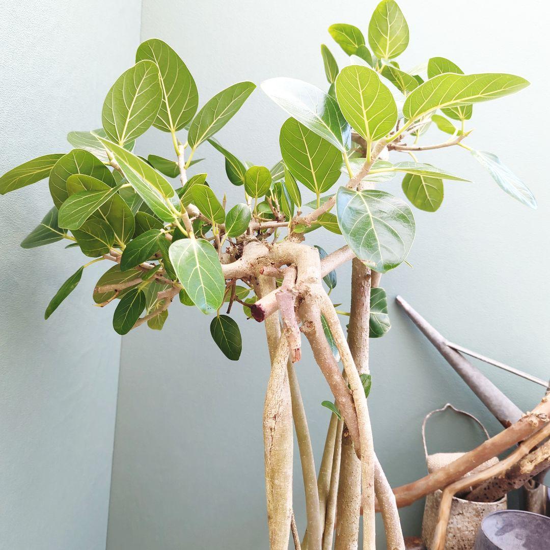 大人ベンガレンシス 曲がり 根上がり ブラックベンガレンシス９号