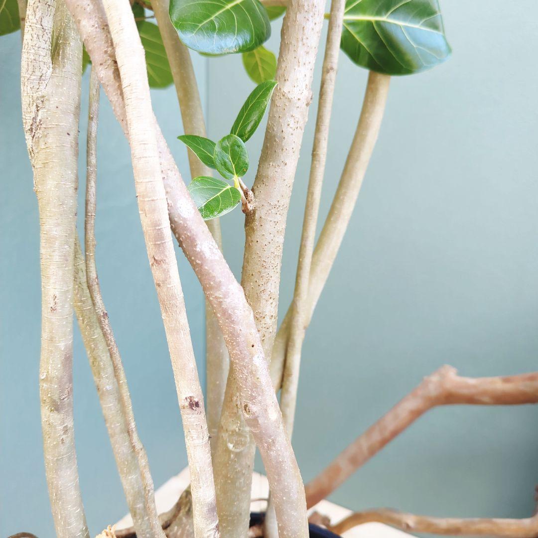 大人ベンガレンシス 曲がり 根上がり ブラックベンガレンシス９号