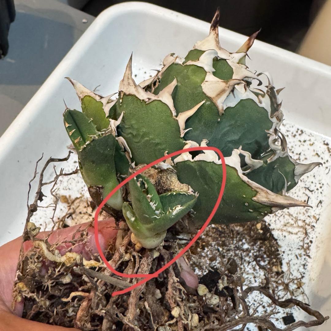 未根済 子株② アガベ COK コック cok-cg01 追星 検）大白鯊 悪魔