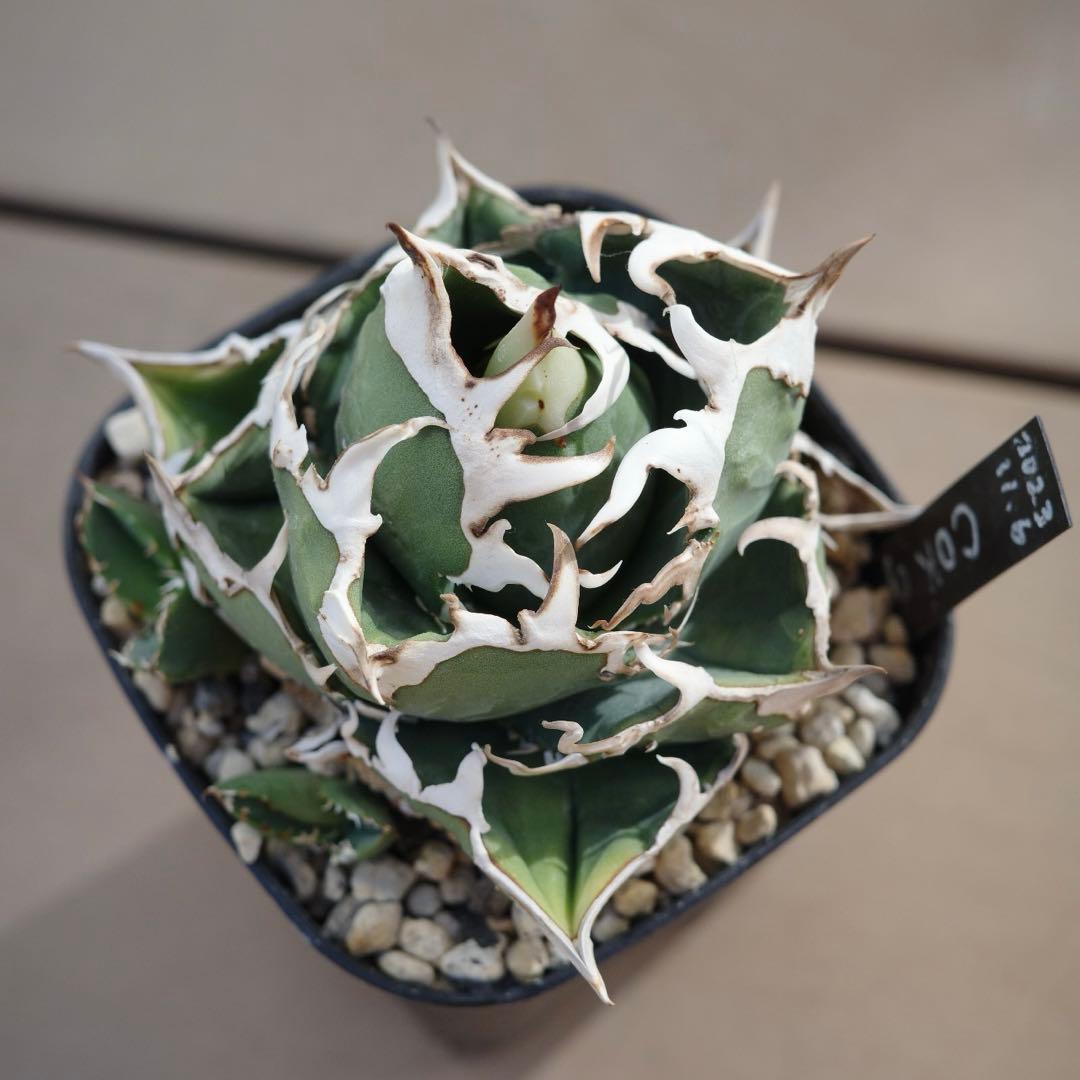 未根済 子株② アガベ COK コック cok-cg01 追星 検）大白鯊 悪魔