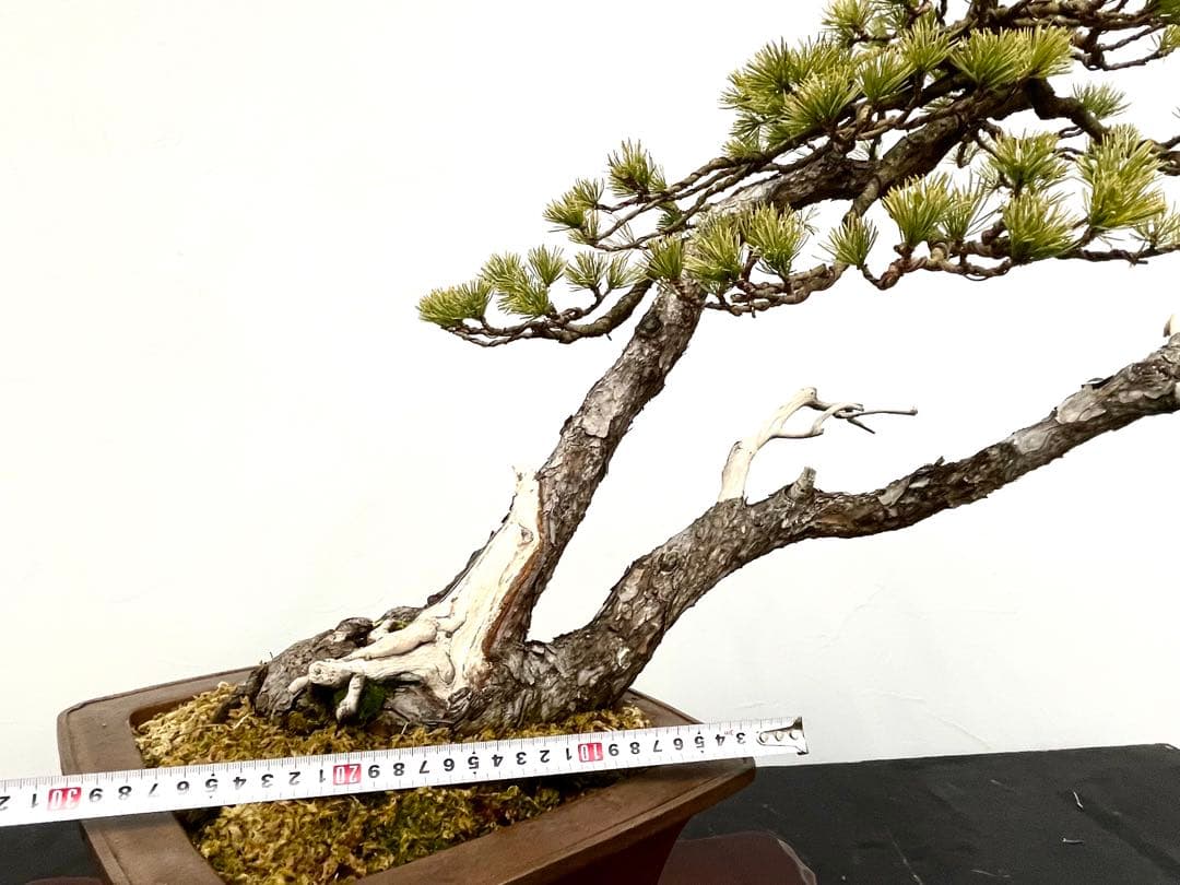 三河盆栽　五葉松　盆栽