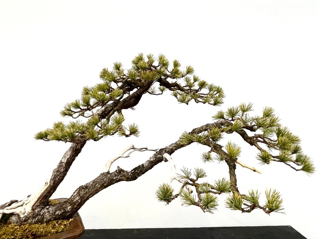 三河盆栽　五葉松　盆栽