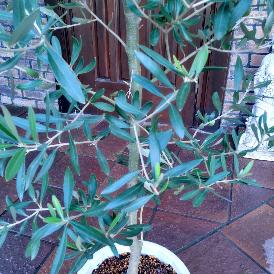 オリーブの木 シプレッシーノ 150cm❗ 整った樹形 大型9号 植え替え済