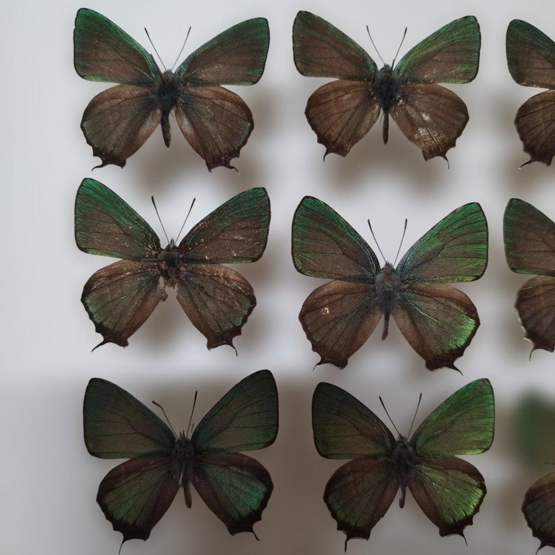 蝶標本　オオミドリシジミ属　１２頭　青森県　不習岳産