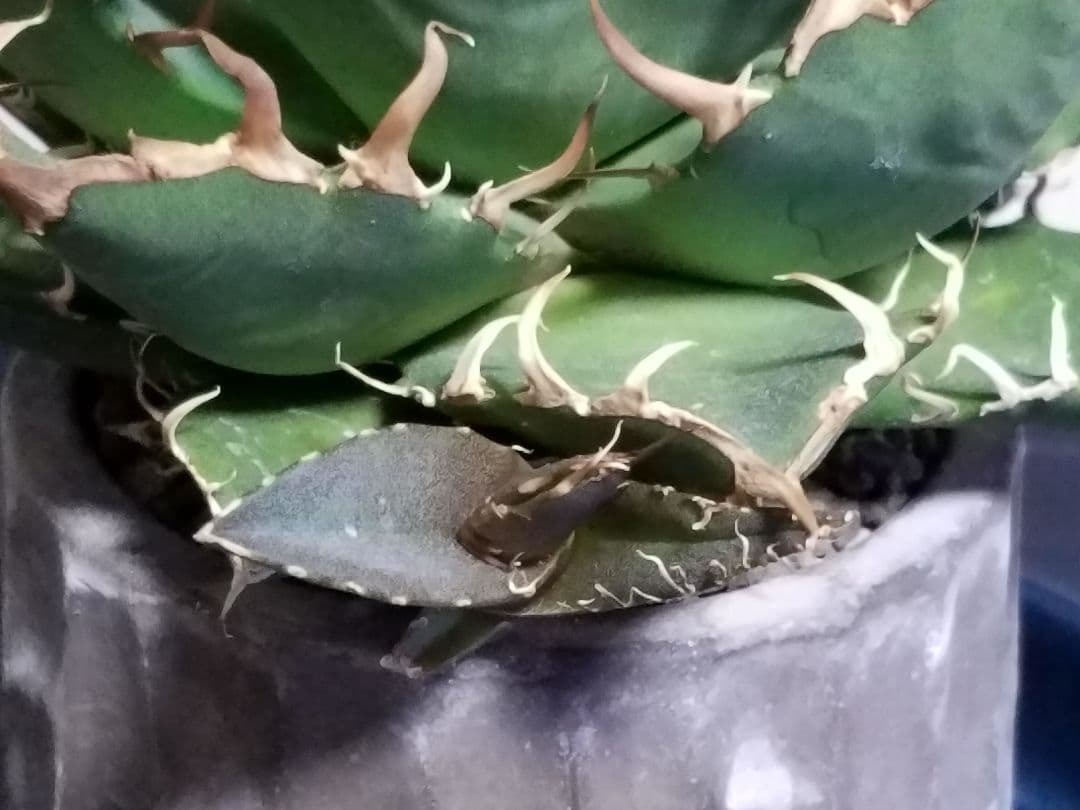 アガベ チタノタ シーザー ドワーフ 子株付 OC株 オアハカ オテロイ 白鯨