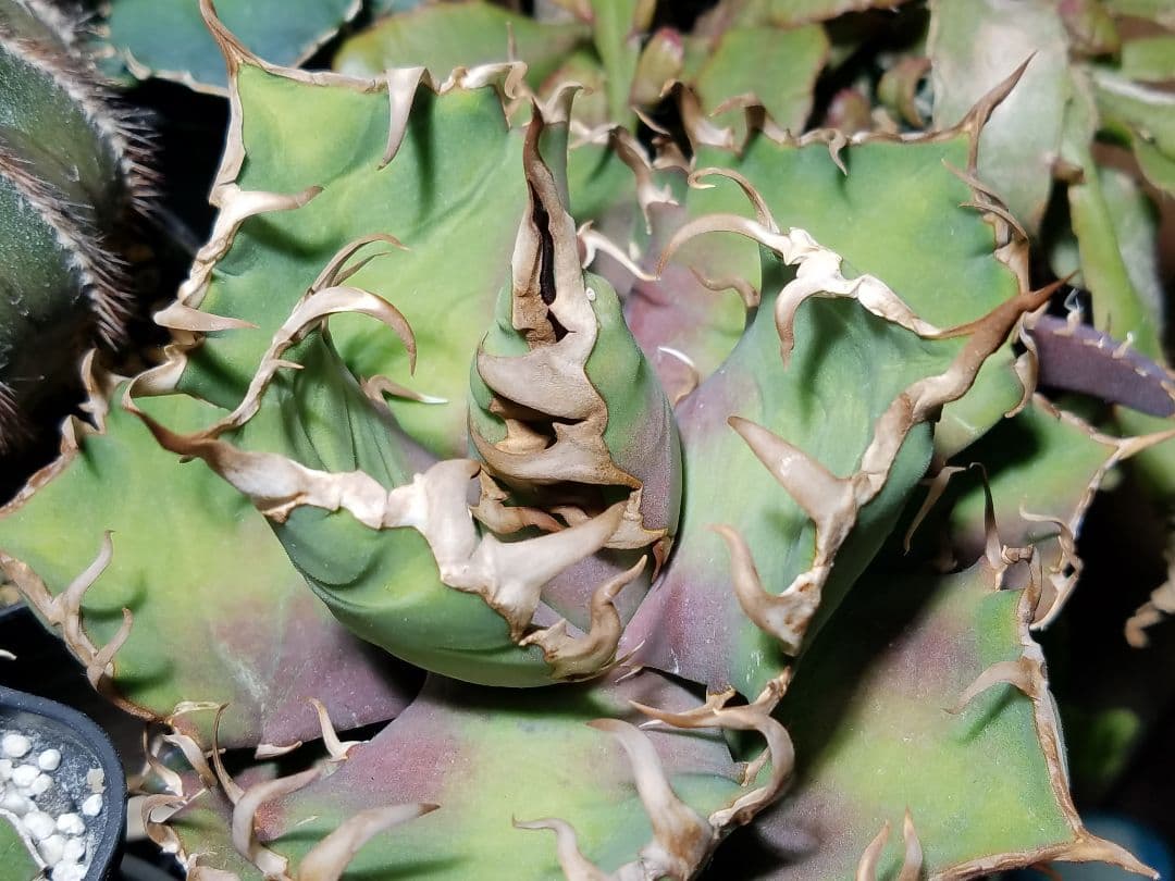 アガベ チタノタ シーザー ドワーフ 子株付 OC株 オアハカ オテロイ 白鯨