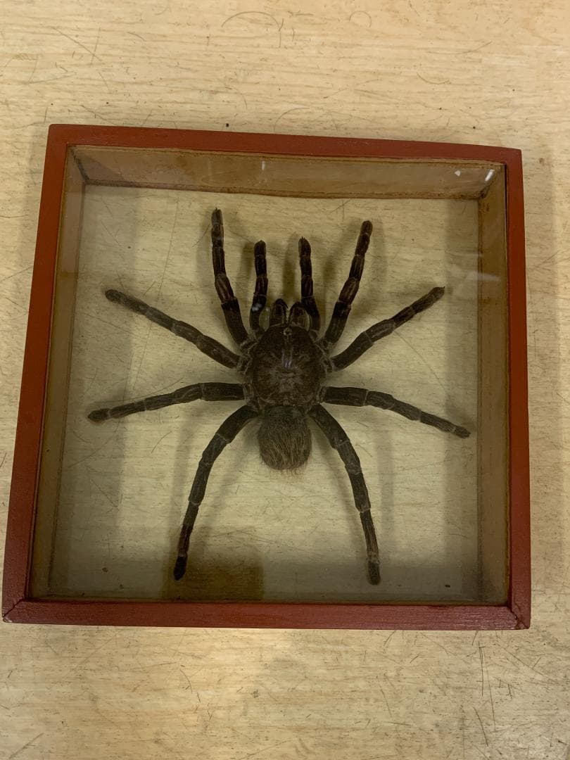 クモ標本 ガラスケース入り約20cm　巨大タランチュラ17cm×17cm