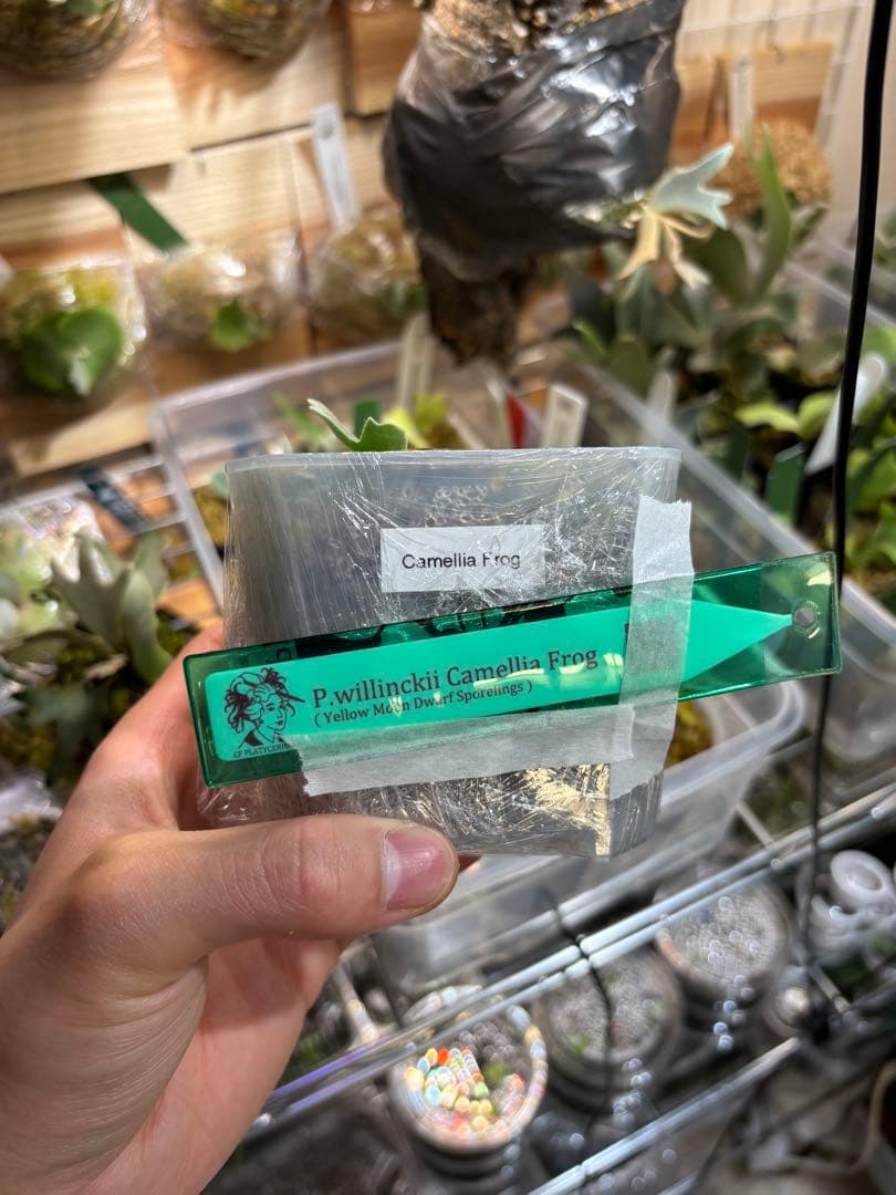 セール❗️ yello moon × celso tatuta dwarf pup