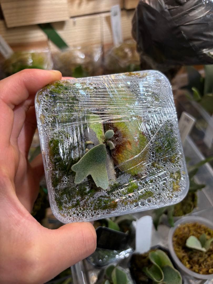 セール❗️ yello moon × celso tatuta dwarf pup