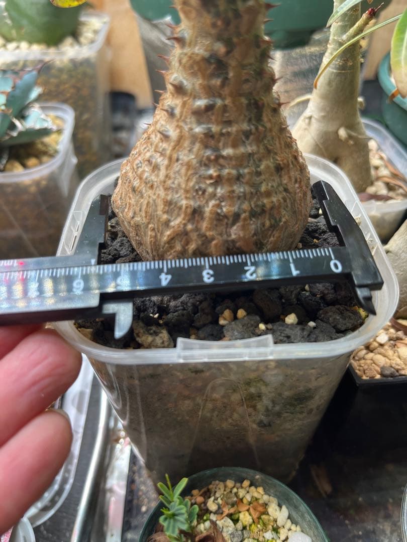 早い者勝ち 超極太 国内実生 ウィンゾリー パキポディウムウィンゾリー 鉢ごと