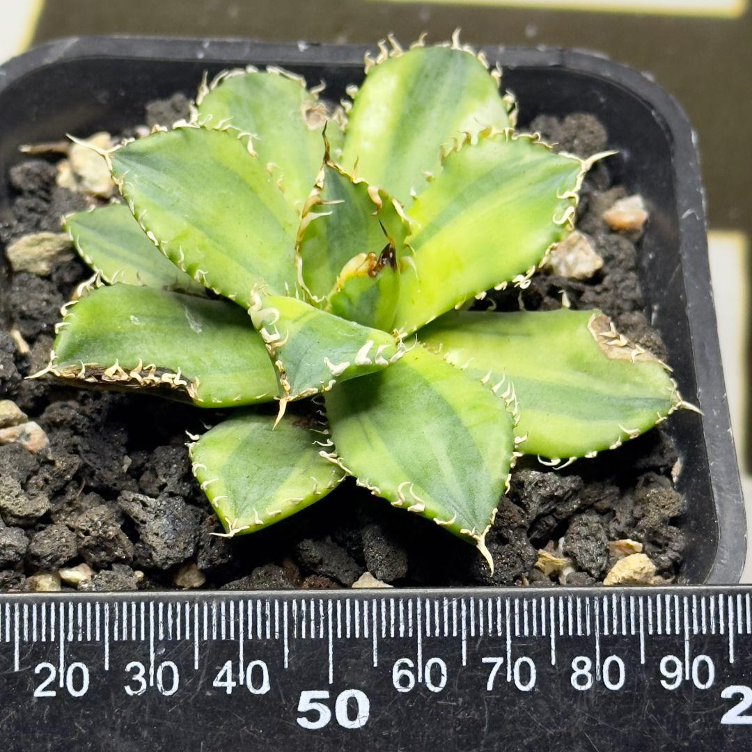 540【上澳園芸】アガベ チタノタ フィリグリー 圓葉拇指 覆輪斑