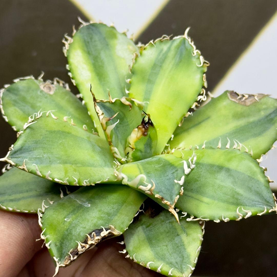 540【上澳園芸】アガベ チタノタ フィリグリー 圓葉拇指 覆輪斑