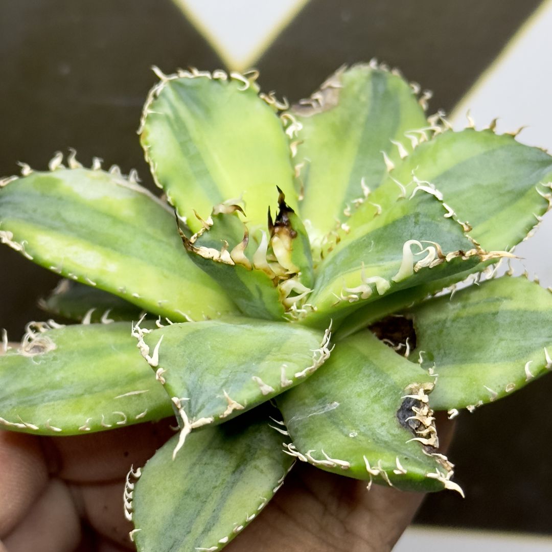 540【上澳園芸】アガベ チタノタ フィリグリー 圓葉拇指 覆輪斑