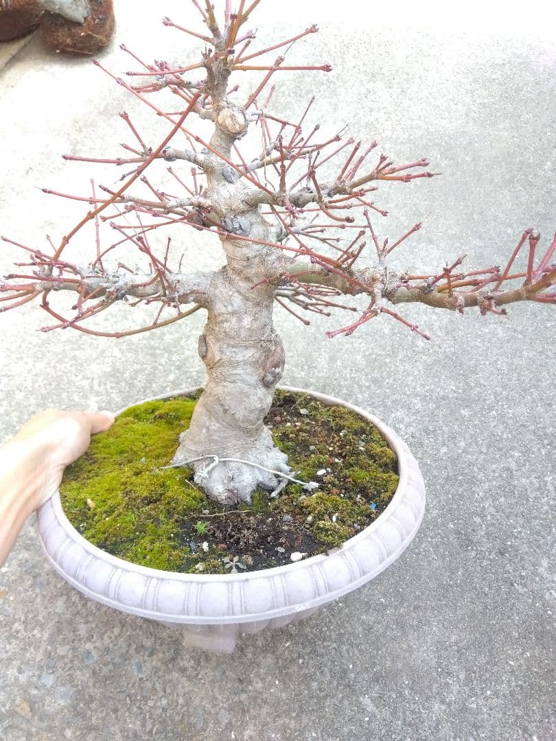 もみじ　紅葉　盆栽　10号鉢つき　幹太大株❗