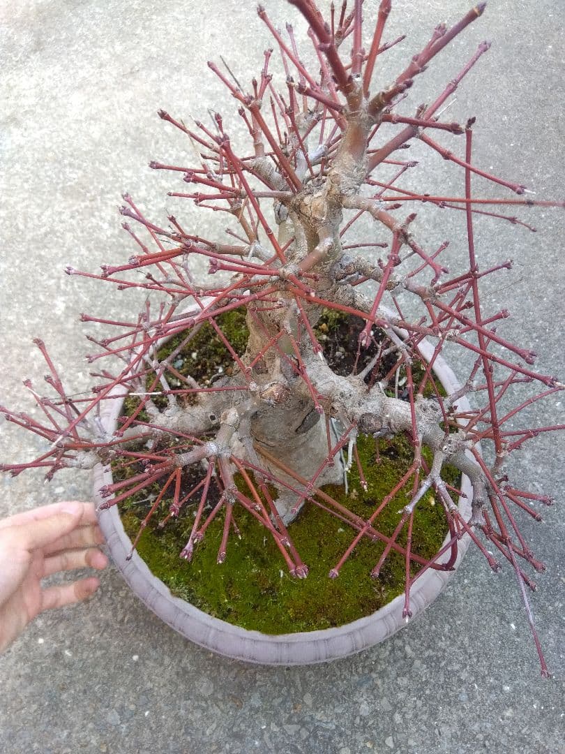 もみじ　紅葉　盆栽　10号鉢つき　幹太大株❗