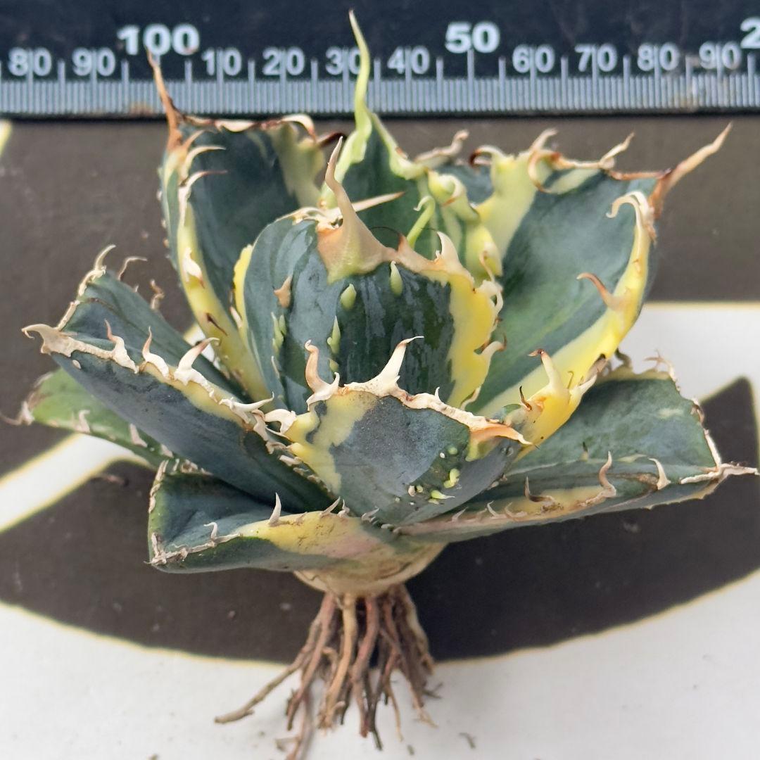 757【上澳園芸】 アガベ チタノタ 白鯨錦 覆輪斑 絶版背刺