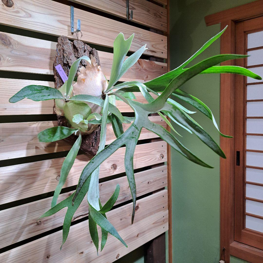 P.pumilum　OC【ビカクシダ　ベイチープミラム OC】