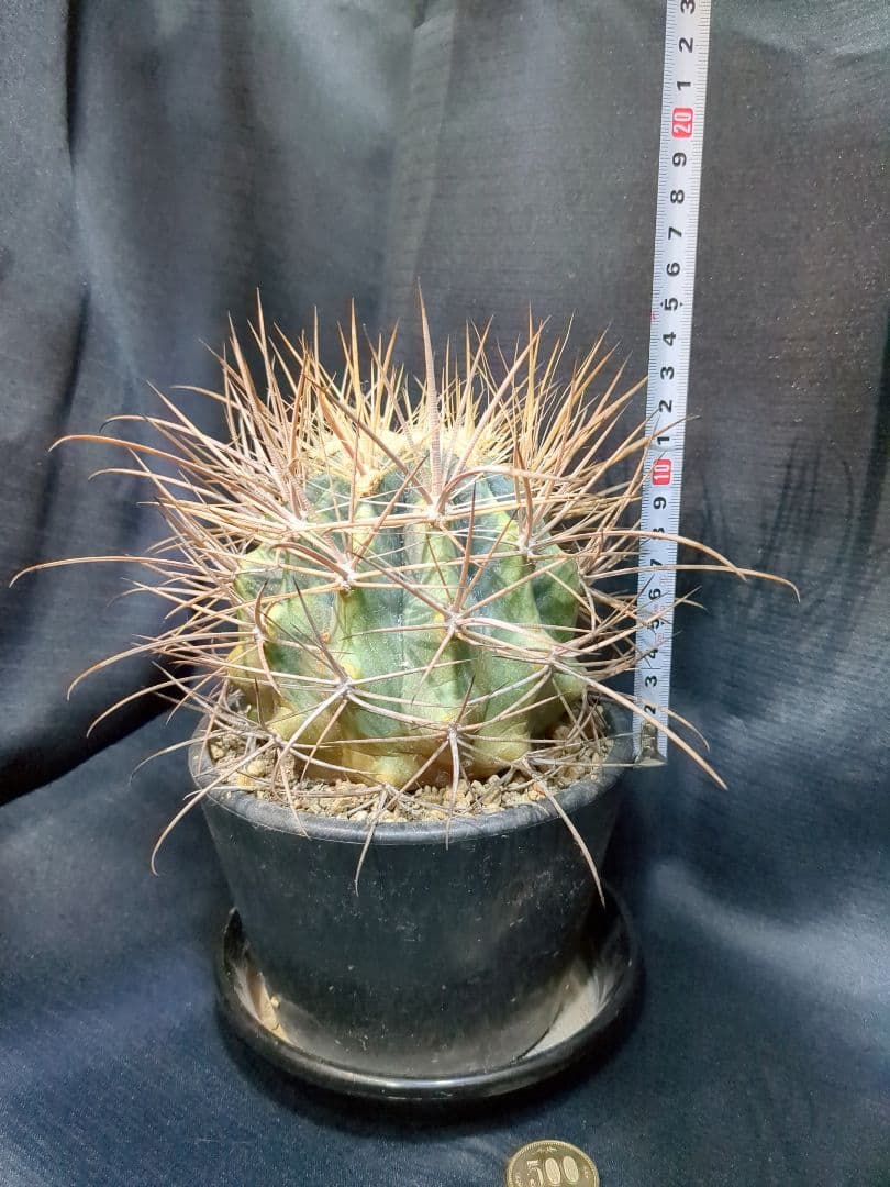 白鳥丸　（鯱頭変種）　白麗