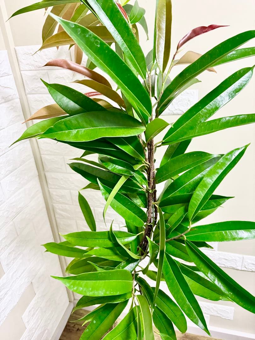 フィカスアムステルダムキング⭐️曲がり⭐️約150cm⭐️観葉植物