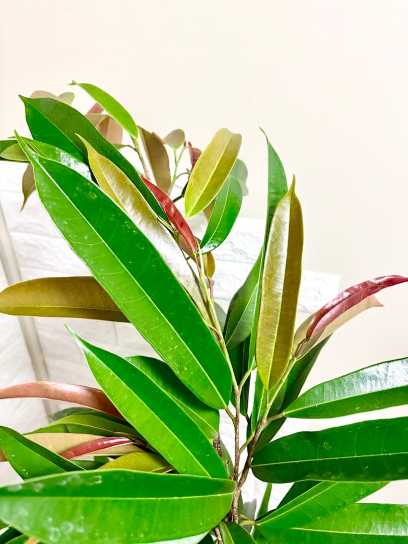 フィカスアムステルダムキング⭐️曲がり⭐️約150cm⭐️観葉植物