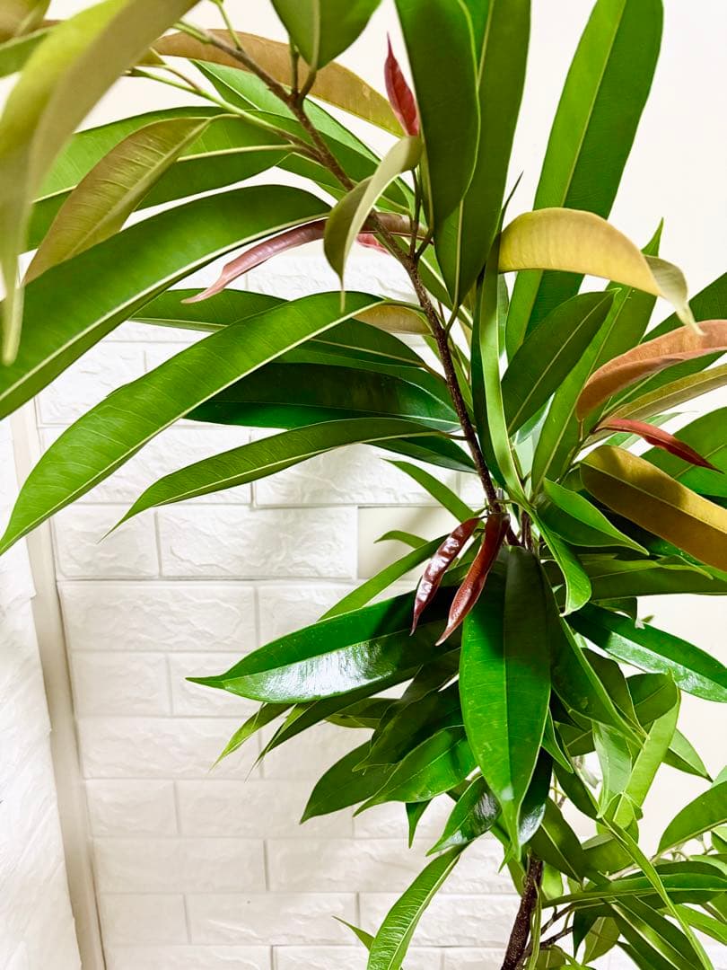 フィカスアムステルダムキング⭐️曲がり⭐️約150cm⭐️観葉植物