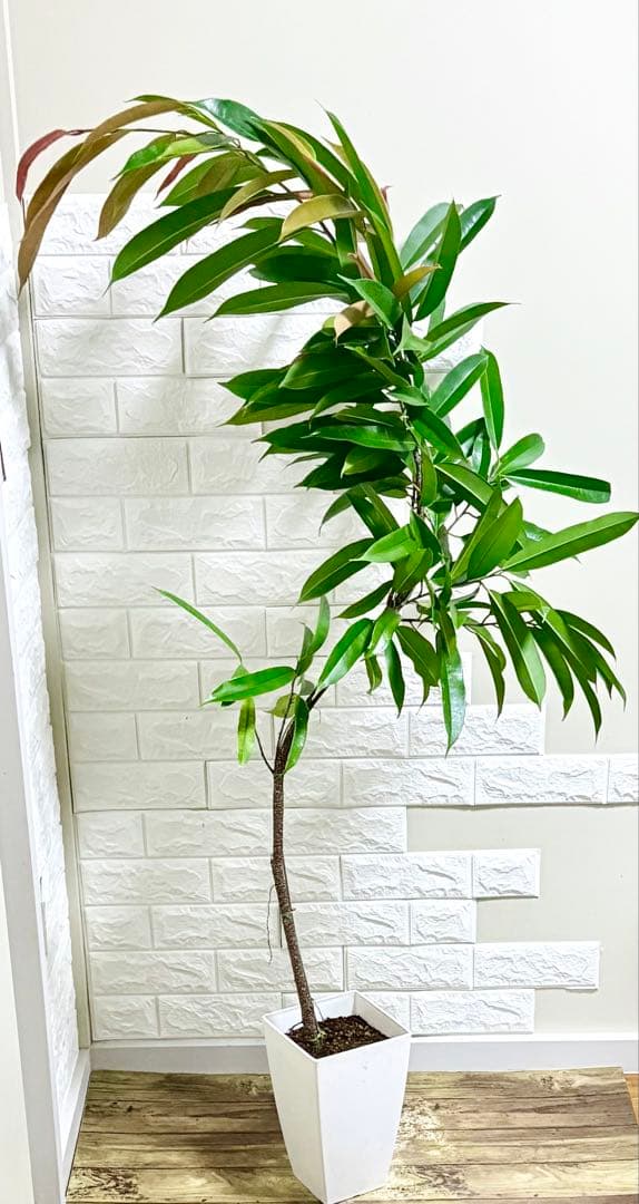 フィカスアムステルダムキング⭐️曲がり⭐️約150cm⭐️観葉植物