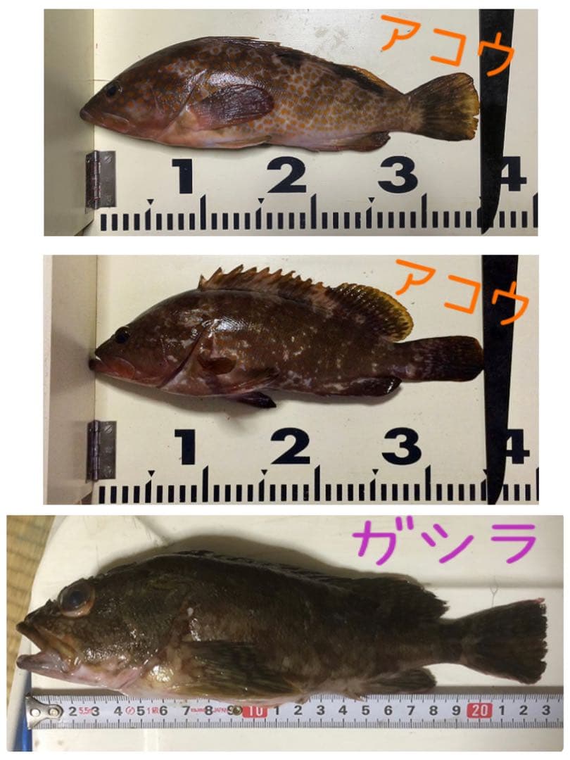 穴釣り竿 伊勢海老竿 ハンドメイド ロッド 竹 テトラ 和竿 漆塗り 研ぎ出し