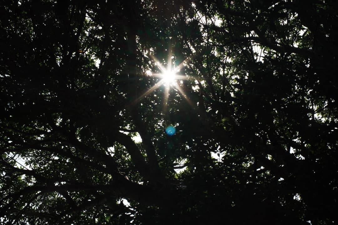 【美品】動作◎ ペンタックス SMC Takumar 50mm F1.4 487