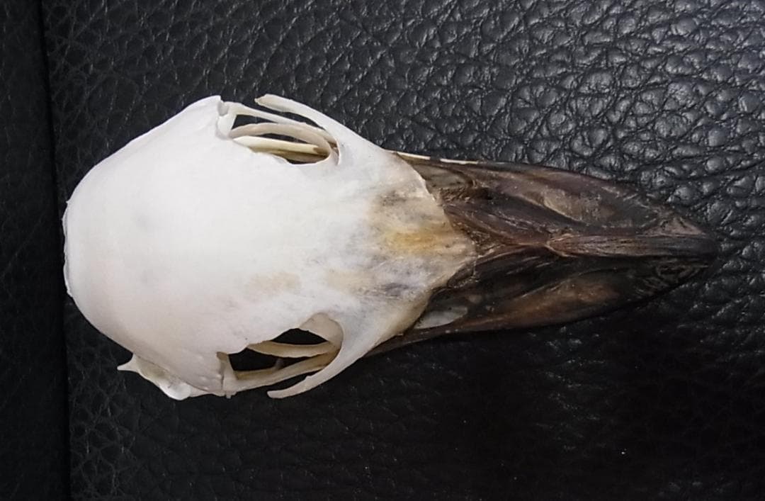 高品質！ エミュ　頭骨