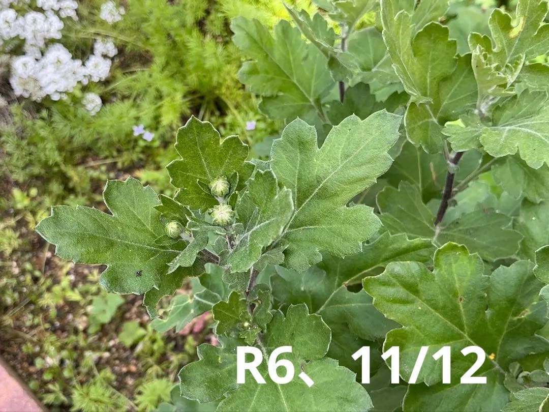 ピンク系小菊　秋咲き　1苗