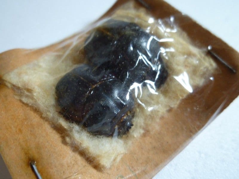 【外国産コガネムシ標本】ダイコクコガネ/アルゼンチン産/26.1mm21.4mm