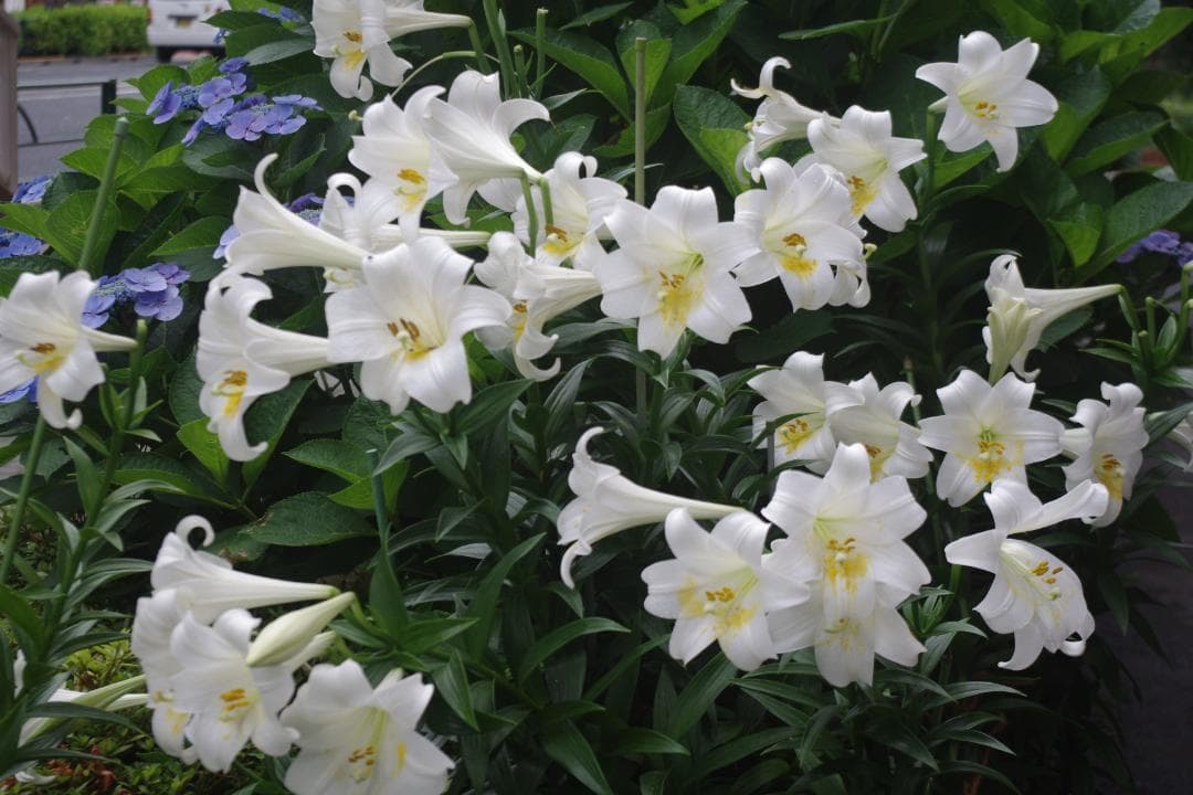 【S数2723回】PENTAX K-X★望遠レンズ付き55-300ｍｍ★転送OK