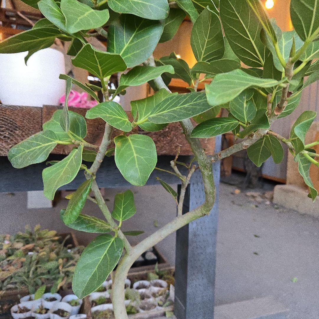 ⑦　フィカス　ベンガレンシ7号　曲がり仕立て最高等級極上品‼️