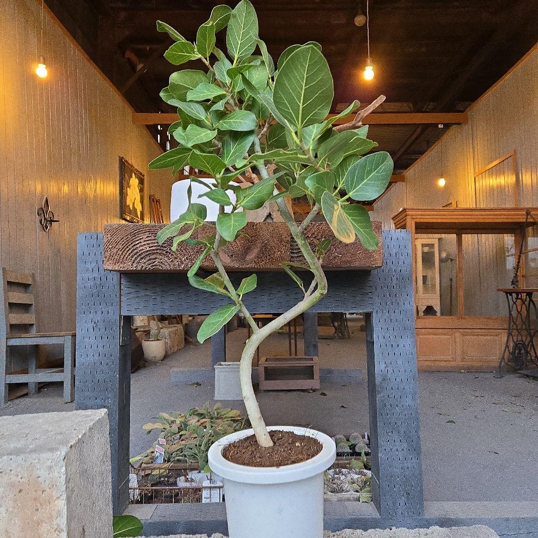 ⑦　フィカス　ベンガレンシ7号　曲がり仕立て最高等級極上品‼️