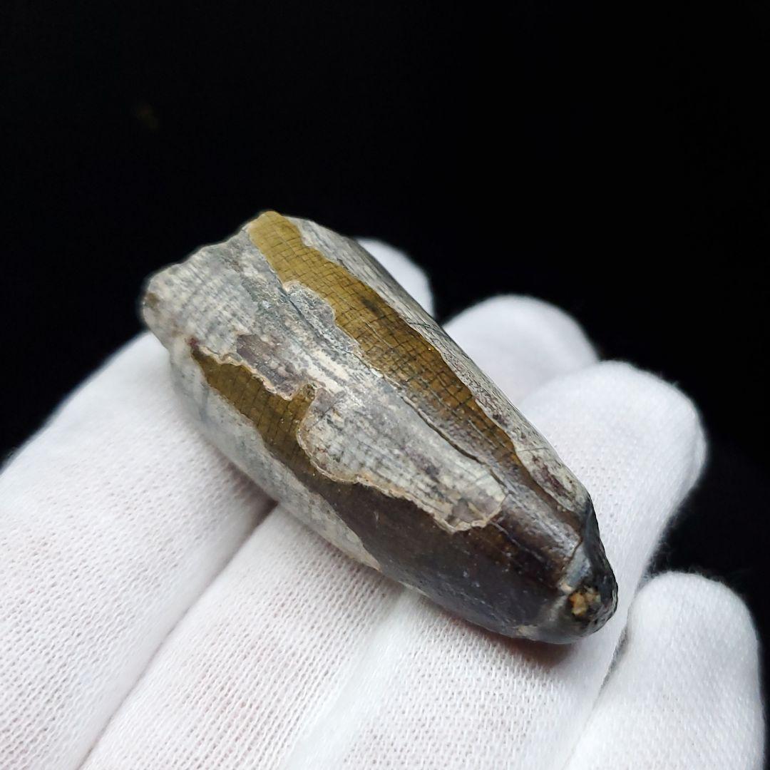 希少 スコミムス 化石 本物 ニジェール産 42.66mm sc3