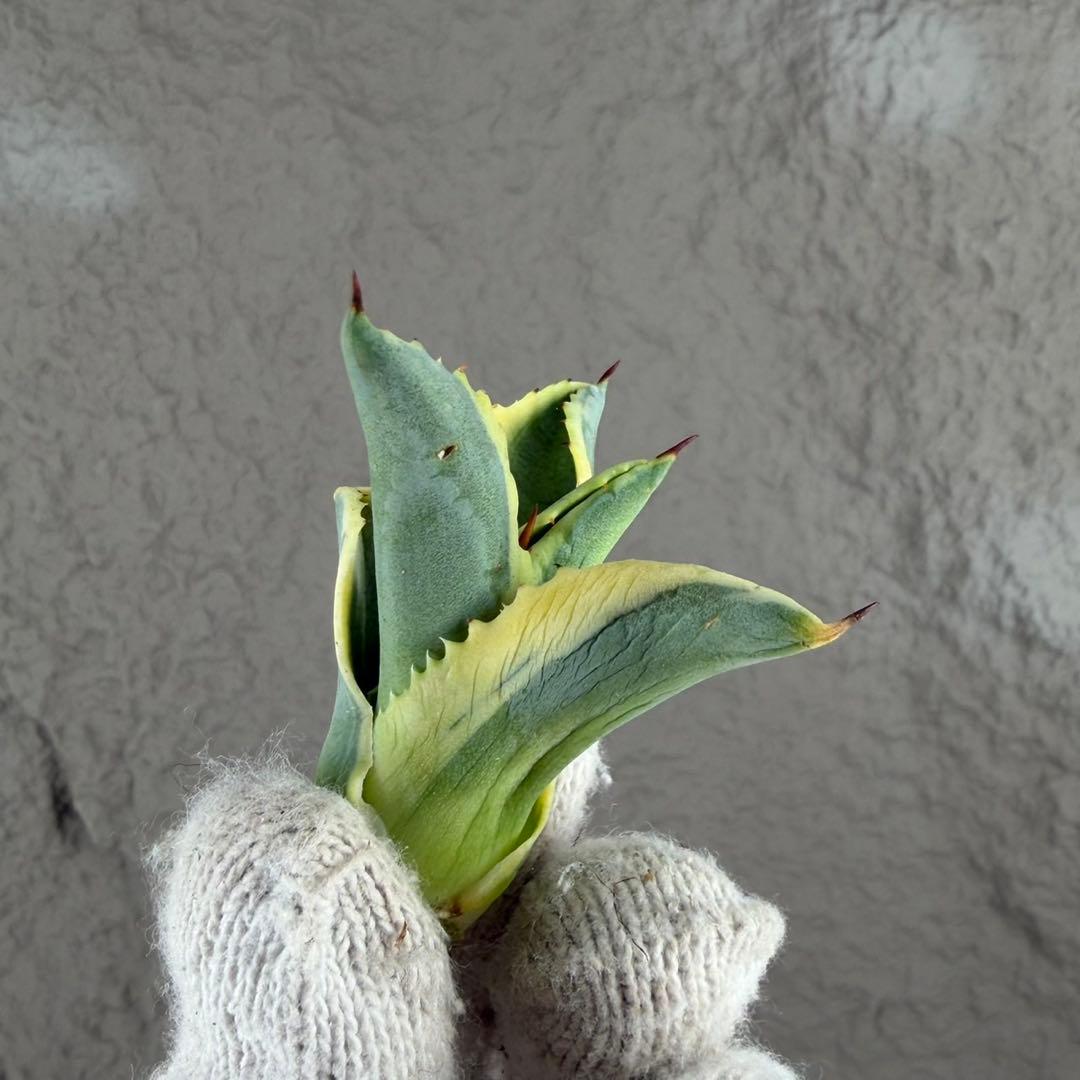 ニ*ス様 【アガベ　サルミアナ フェロックス ”リップル エフェクト”】天芽/Q