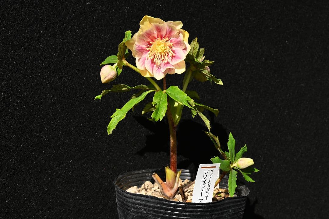 クリスマスローズ　認定プリマヴェーラゴールド　加藤農園