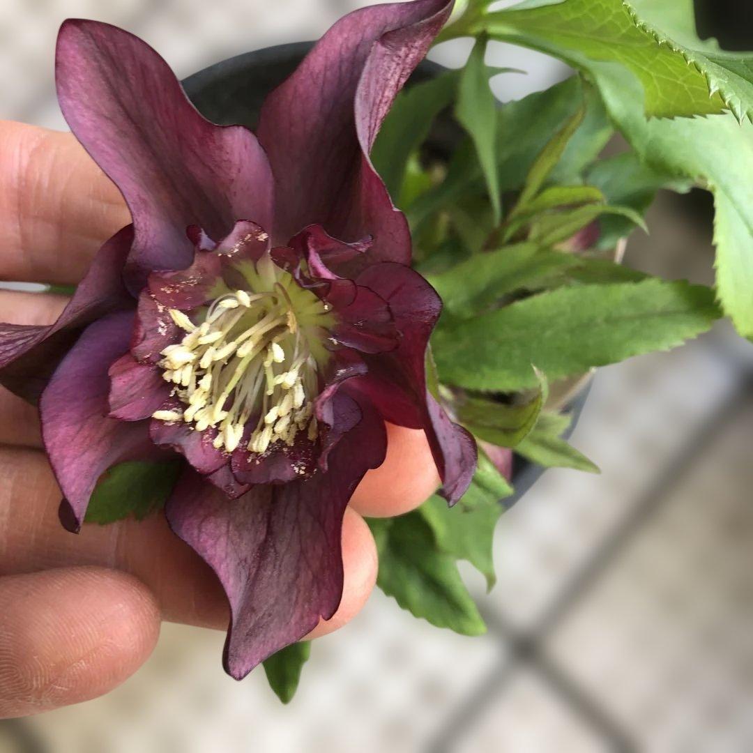 新春大特価 クリスマスローズ 八重 7種セット 豊園芸 花付き現品発送レア品種