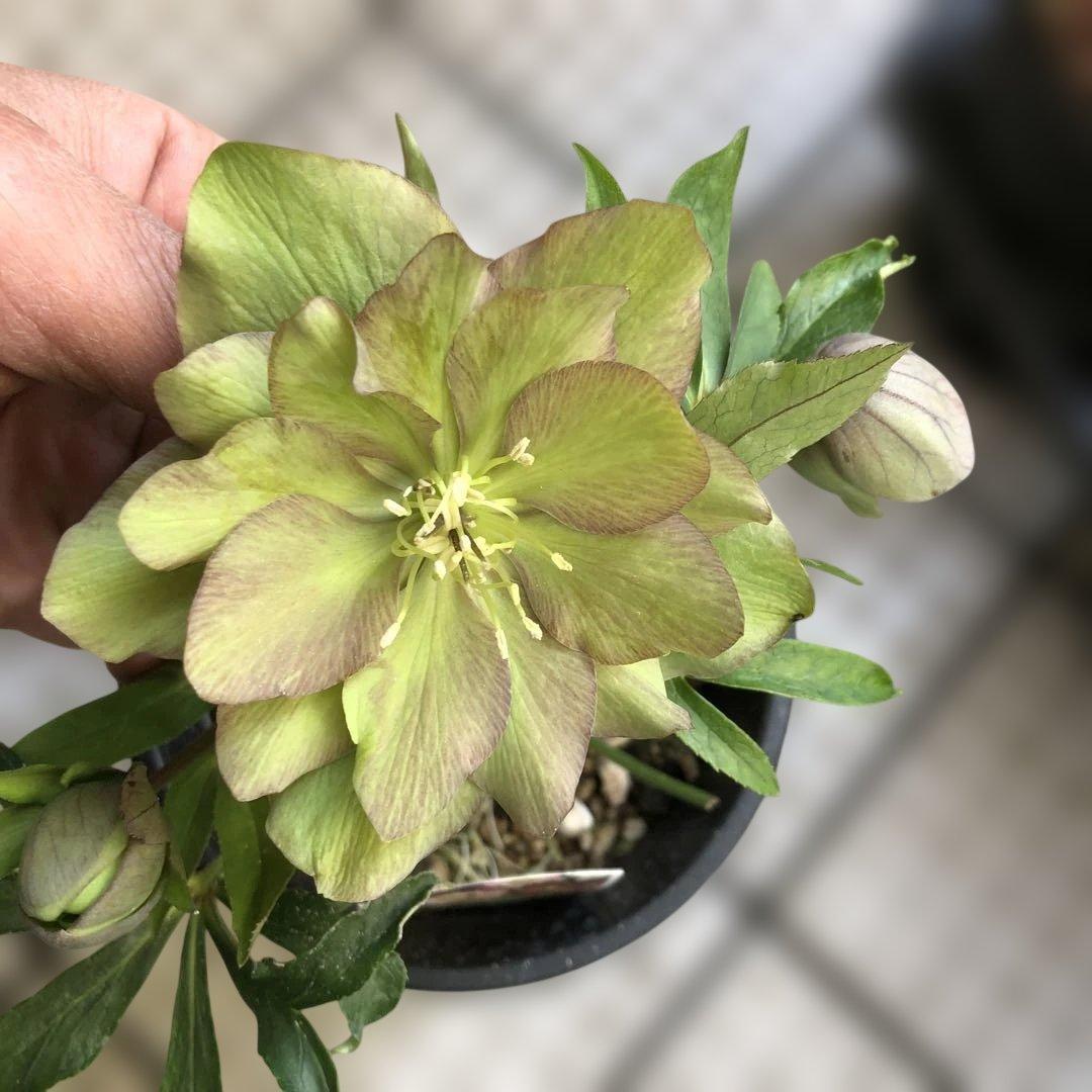 新春大特価 クリスマスローズ 八重 7種セット 豊園芸 花付き現品発送レア品種